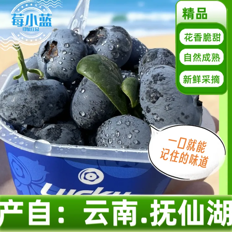 莓小蓝美味花香蓝莓礼盒装 云南抚仙湖生态种植新鲜采摘顺丰包邮