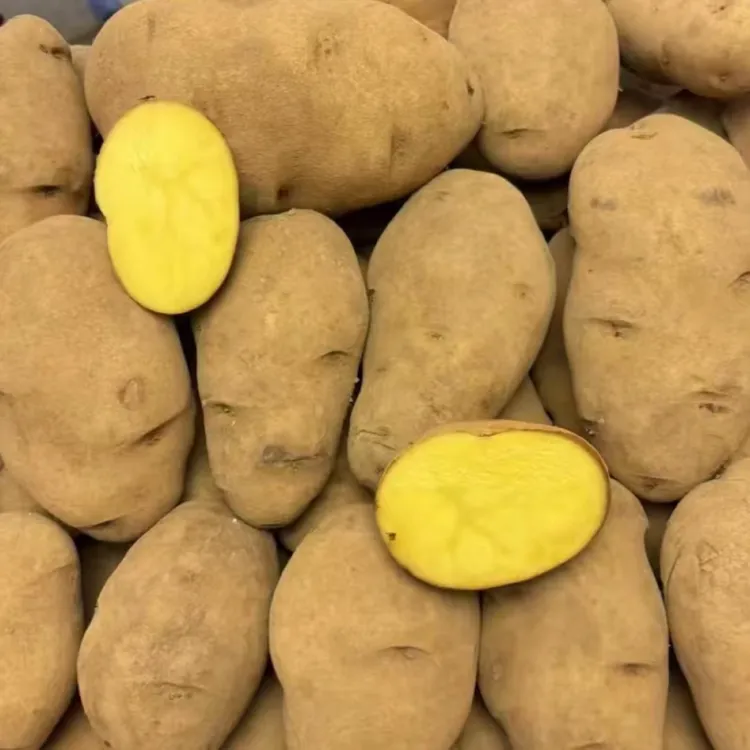 贵州威宁老品种本地黄皮黄心洋芋农家肥自种