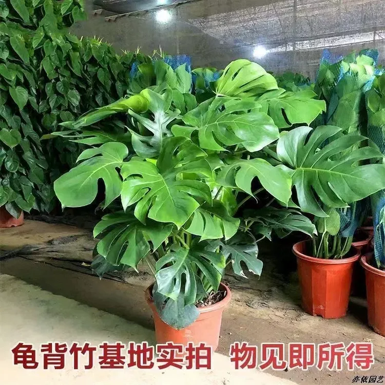 龟背竹大叶盆栽室内外通用土培水培四季常青净化空气