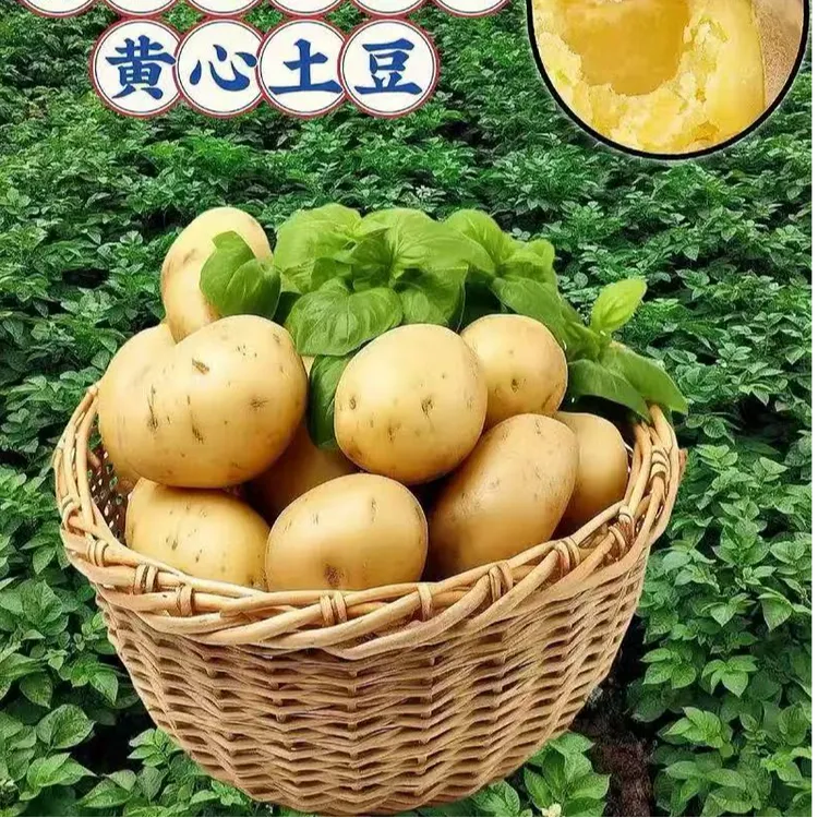 甘肃定西黄心土豆旱沙地农家自种现挖先发开花爆粉面沙粉糯洋芋