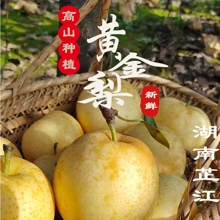 【邮政包邮】湖南芷江农家自种新鲜应季黄金梨现摘现发