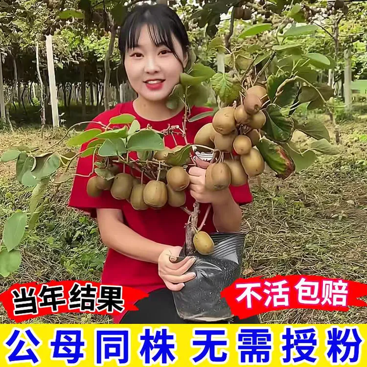 猕猴桃树苗南北方庭院阳台盆栽红心猕猴桃苗四季种植当年结果