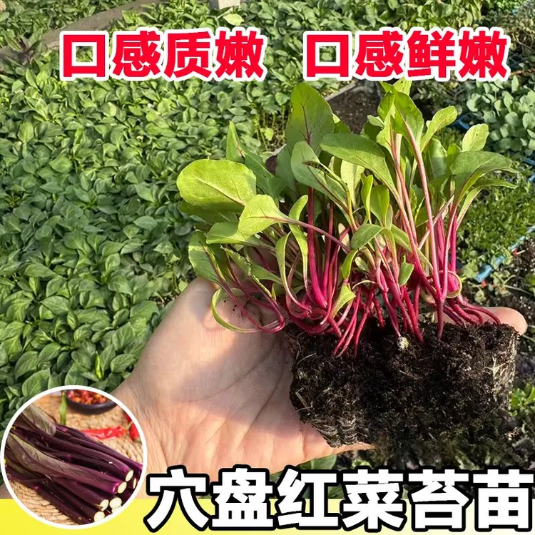红菜苔秧苗菜心蔬菜苗传统红菜苔苗秋冬菜秧苗早熟红菜苔苗高营养