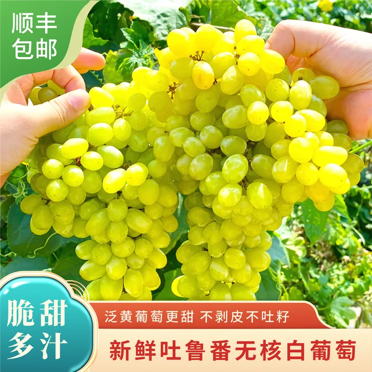 【顺丰包邮】吐鲁番核心产区无核白葡萄清甜可口无籽应季新鲜现摘