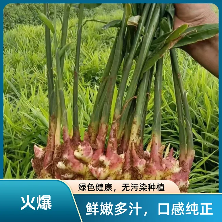 云南高山小黄姜自然生长姜味浓郁新鲜嫩姜现挖现发