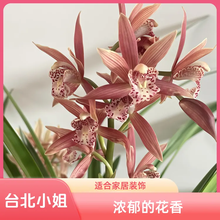 【台北小姐】精选兰花浓香型建兰室内花卉室内绿植盆栽客厅上档次花