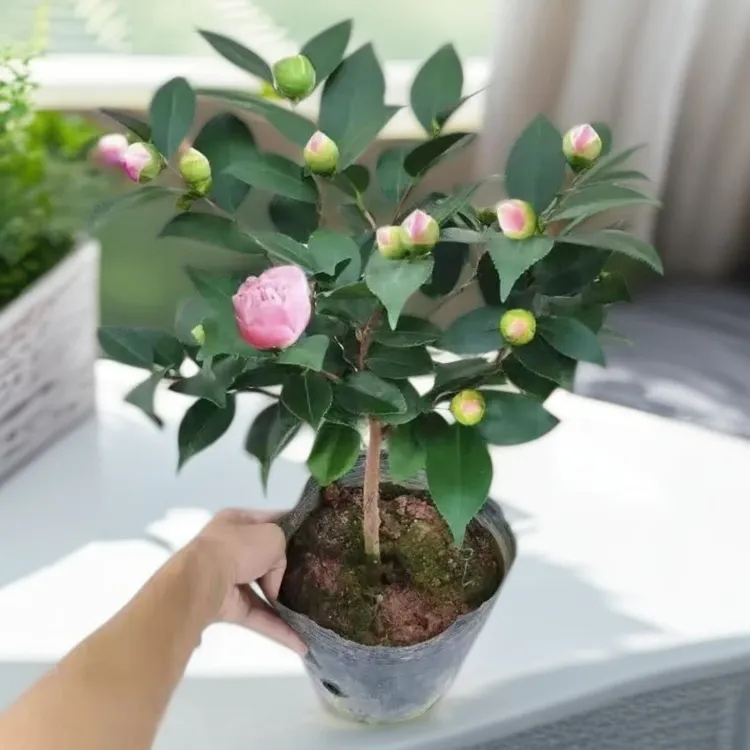 重瓣浓香型香妃茶花盆栽山茶花花卉盆栽原盆原土发货粉色香味