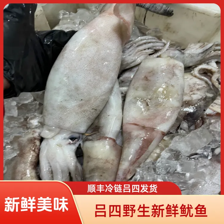 吕四渔港 深海捕捞新鲜鱿鱼江浙沪皖顺丰冷链包邮