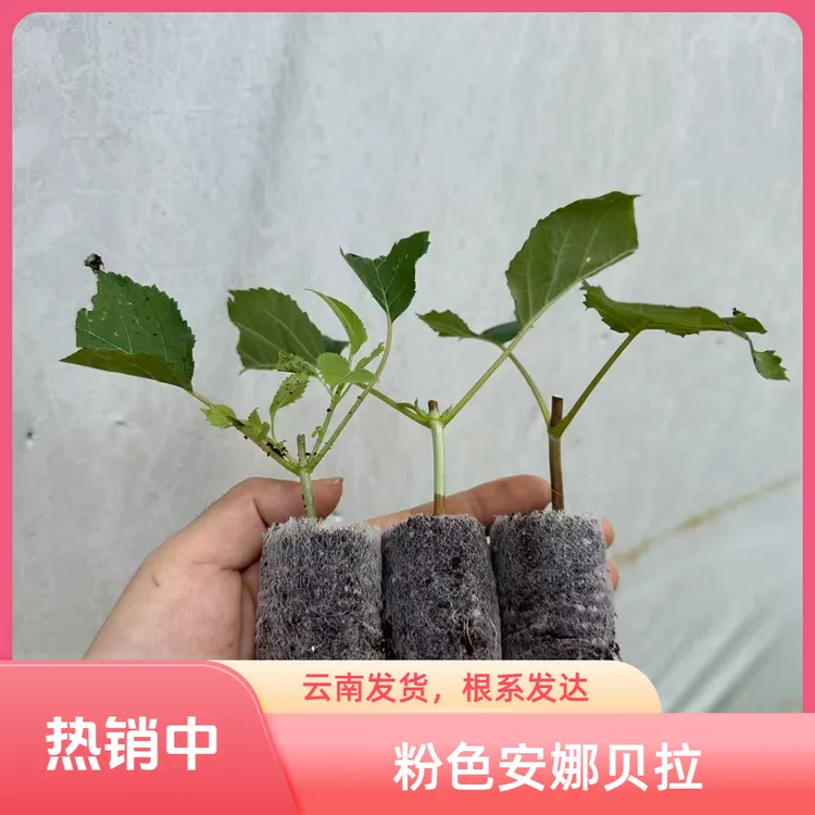 云南基地粉色贝拉安娜花苗耐寒乔木绣球白色盆栽庭院多年生杯苗