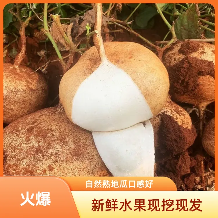 贵州本地新鲜现挖地萝卜