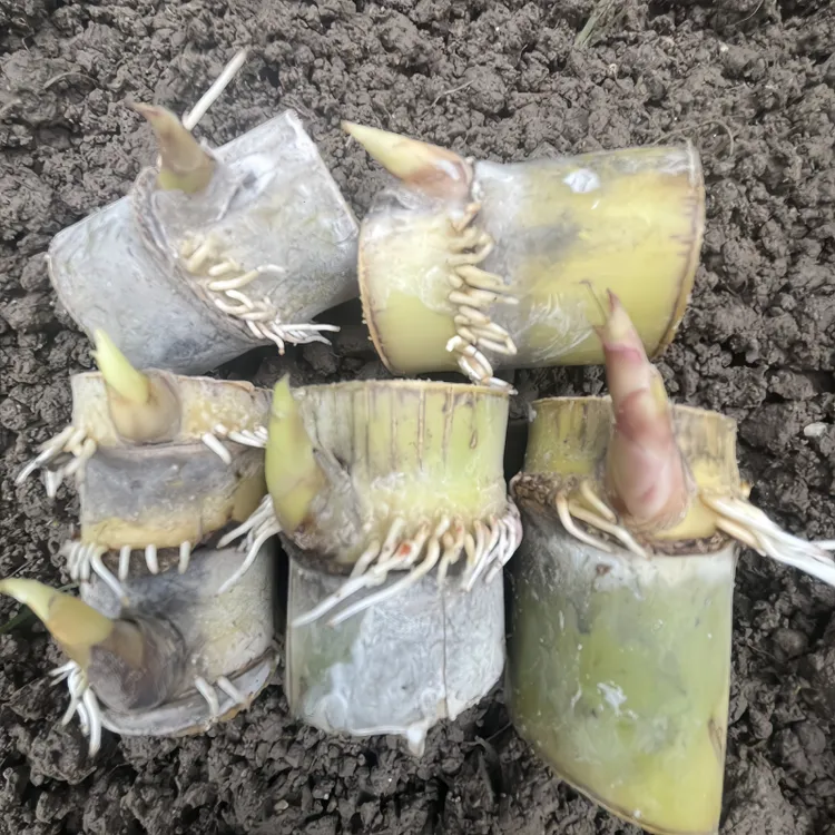 广西黑皮甘蔗苗种黄皮白玉特甜甘蔗种苗种子带芽孢种植黄金甘蔗苗