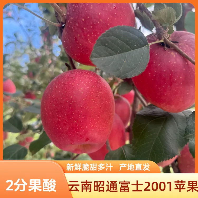 云南昭通富士2001新鲜苹果2分果酸8分脆甜水果现摘现发5斤包邮