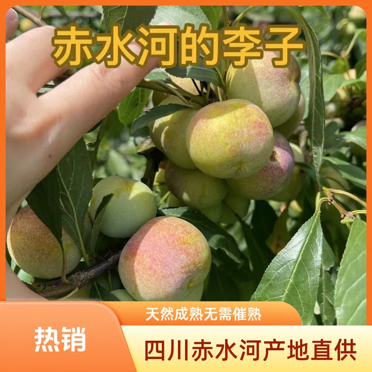 四川李子 凤凰李 现摘现发 泸州叙永县赤水河凤凰李