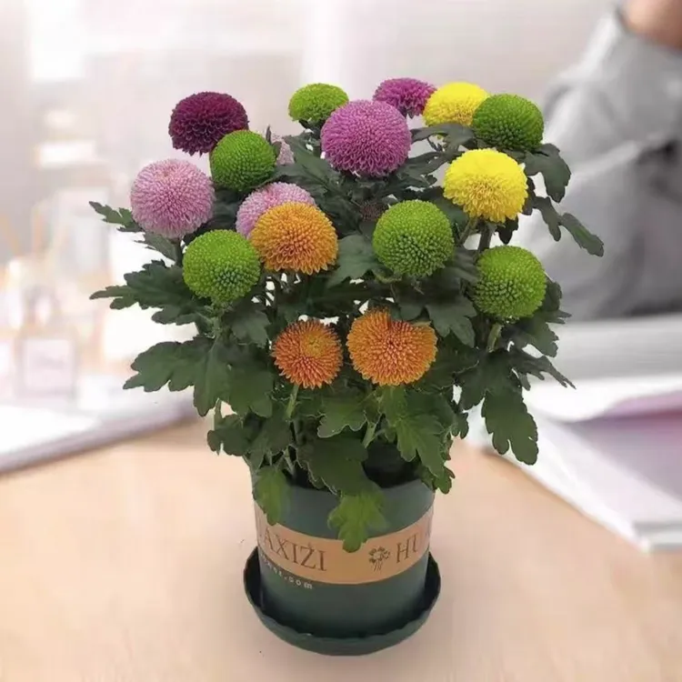 带花苞发货乒乓球菊花盆栽鲜花四季开花室内外好养花卉花期绿植