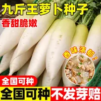 九斤王特大萝卜种子种籽秋季四季蔬菜孑子籽种白皮水果秋冬季白