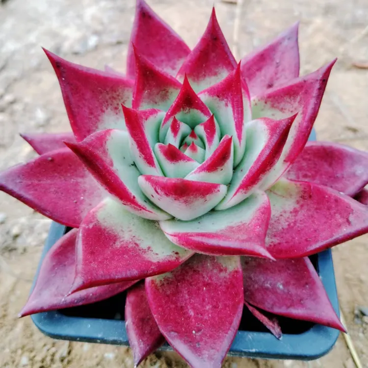 大颗单头红色柏拉图宽叶红檀乌木多肉植物 桌面盆栽阳台新手好养