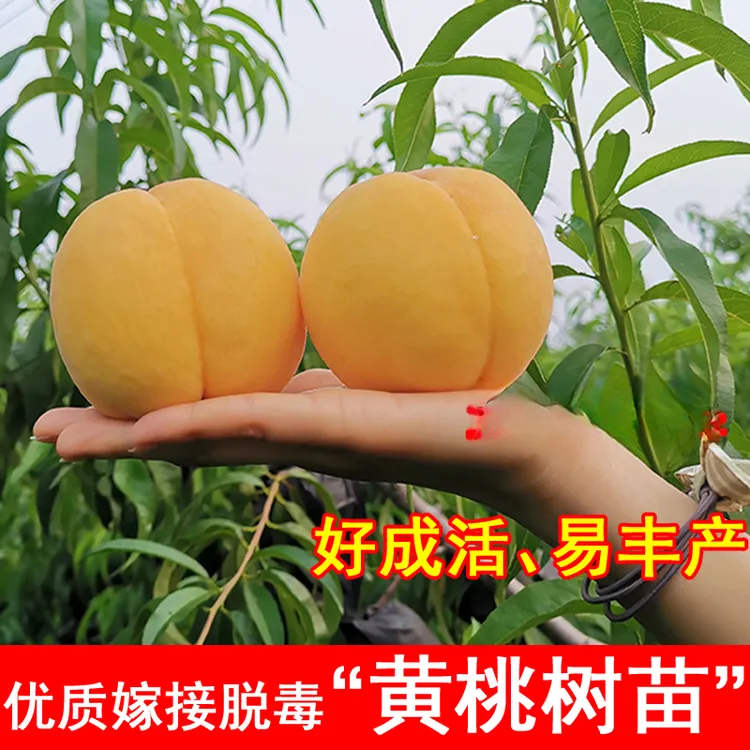 嫁接锦绣黄桃树苗黄金蜜黄桃苗盆栽地栽北方南方庭院种植盆栽地栽