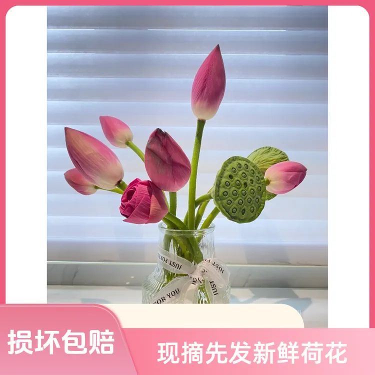 新鲜现切带杆荷花花卉禅意荷花花苞花蕾真花