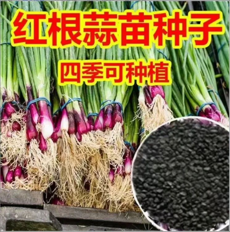 红根蒜苗种子红根香蒜硬叶蒜苗一年四季三茬连续均可种植蒜苗XR