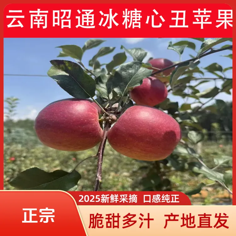  云南昭通高原糖心丑苹果2025新鲜采摘脆甜多汁产地直发5/10包邮