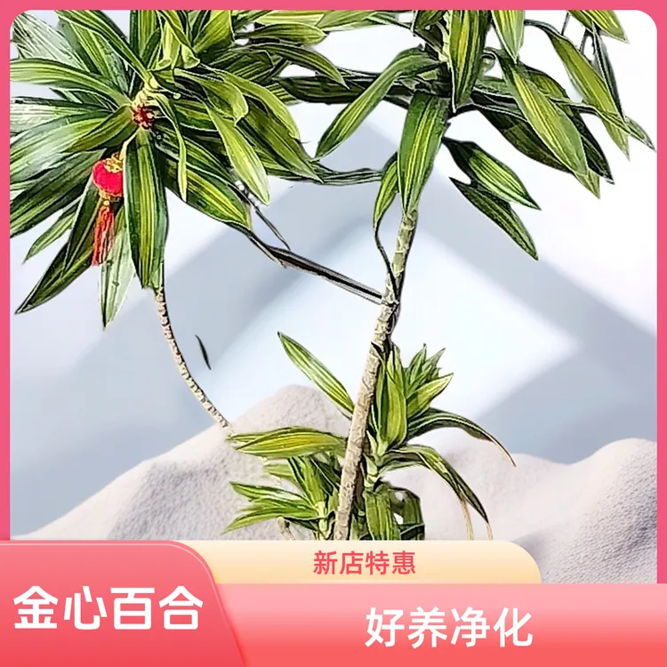 【新人特惠】金心百合竹源头基地直销网红室内盆栽好养净化