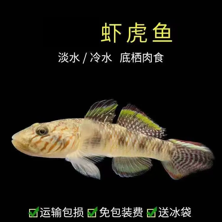 渔场直发观赏鱼虾虎鱼白面虾虎翻沙冷水鱼