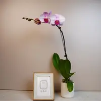朝暮里蝴蝶兰3.0【西宾哈尼】带花带花苞开花珠发货