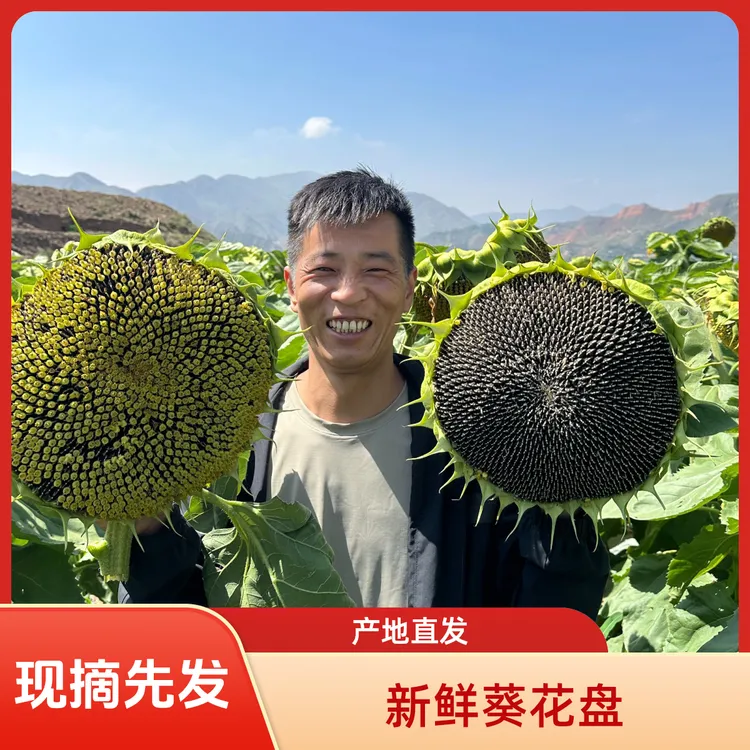 2025新鲜葵花现摘向日葵带盘原味瓜子零食孕妇新鲜生葵瓜子生吃