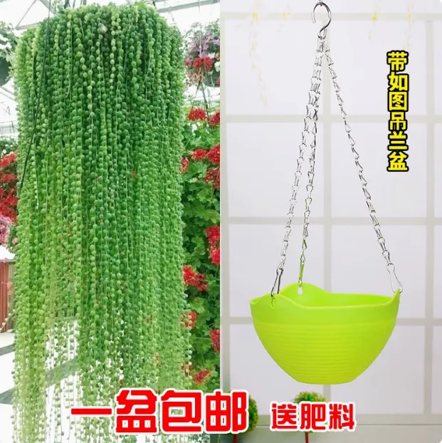 原盆栽好多肉佛珠吊兰垂吊情人泪植物盆栽绿萝室内花卉摆件客厅