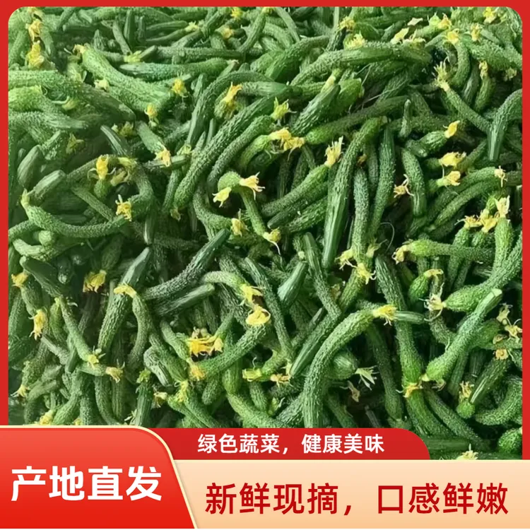 山东现摘新鲜小黄瓜拇指粗细腌制酱瓜专用蔬菜