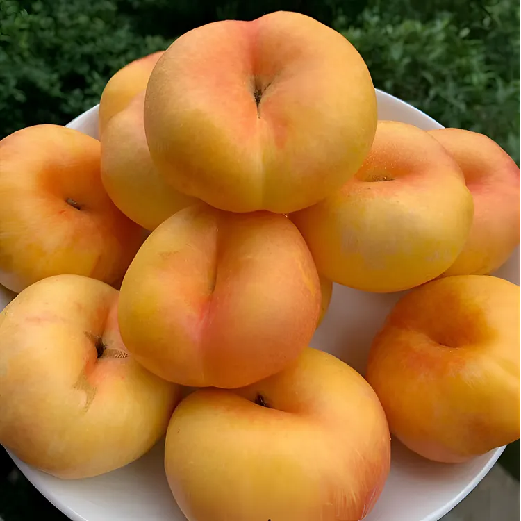 黄肉油桃树苗油蟠桃树果苗黄金蟠桃苗脆甜蟠桃苗南北方种植盆栽