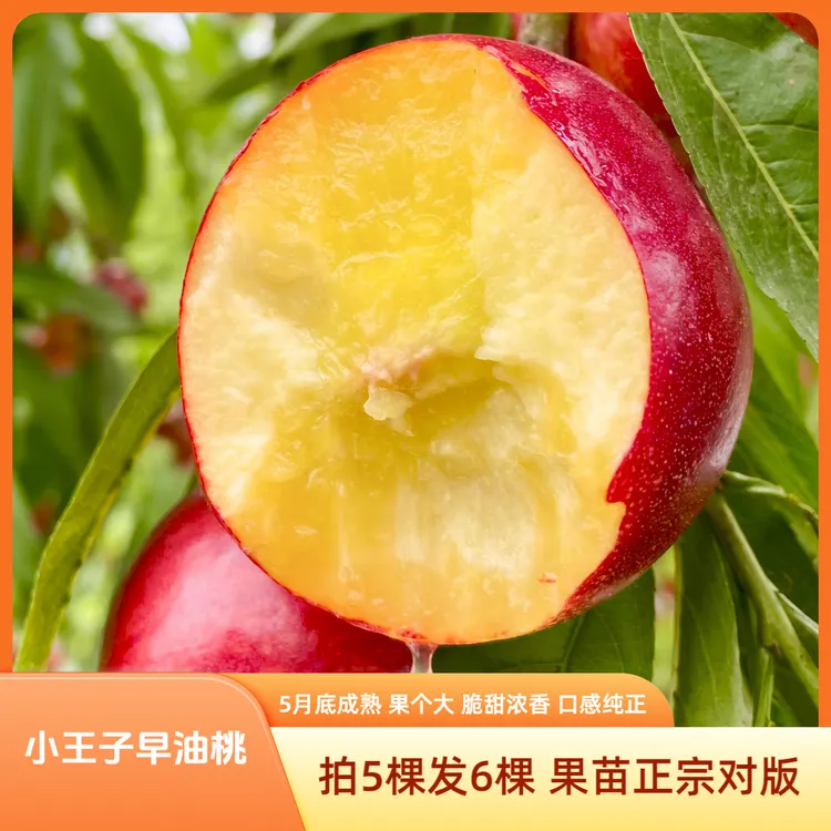 【油桃苗】小王子早油桃苗 桃苗 新品种油桃苗 拍下送无花果杯苗