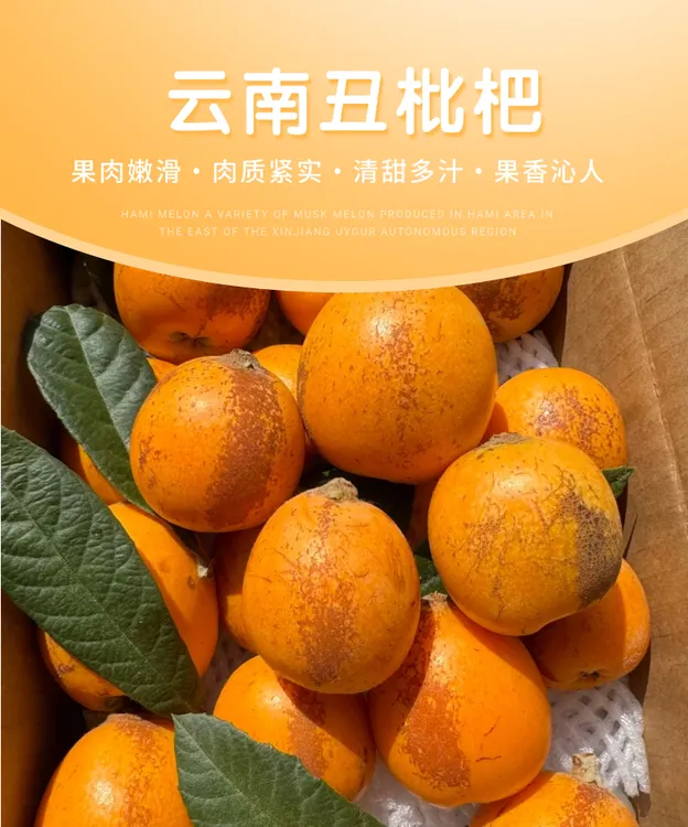 【顺丰包邮】云南昭通大五星枇杷   当季新鲜水果产地直发