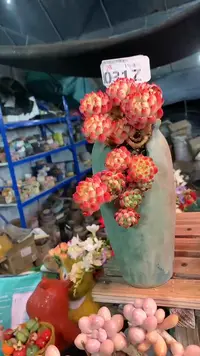 【闪购商品】031ZZZ