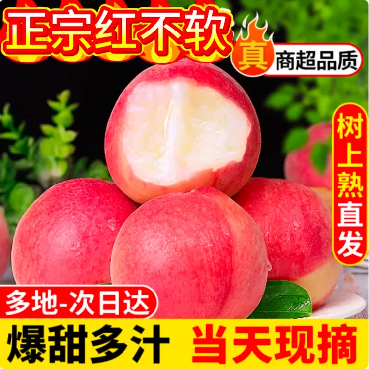 【朝现摘现发】红不软脆桃甜桃产地直发应季水果树上自然熟