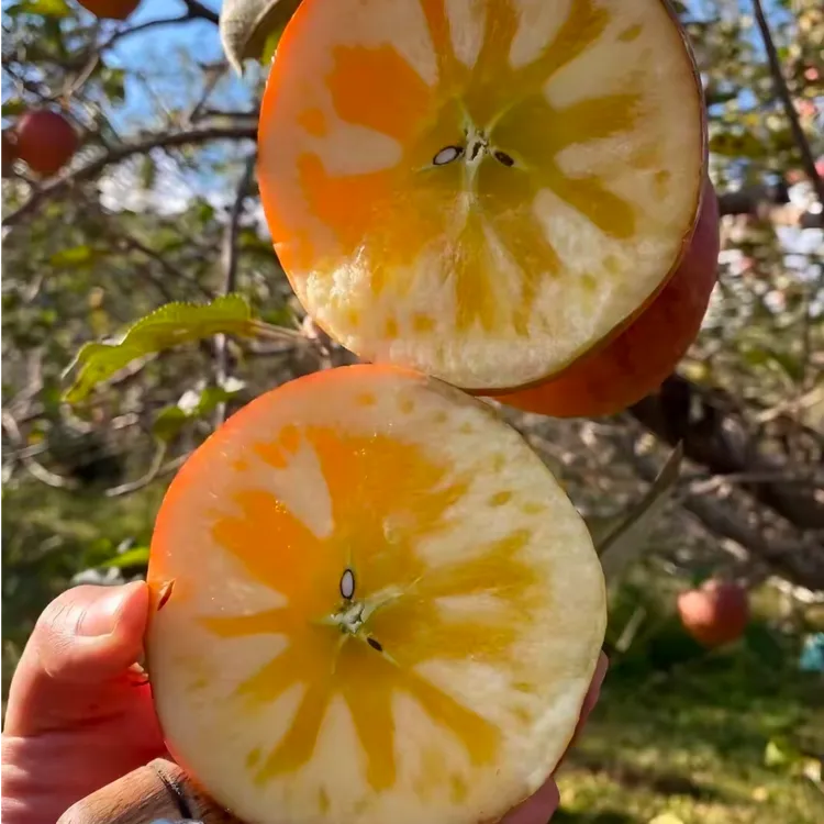 甘肃庆阳冰糖心丑苹果高山光果富士霜降农家果园新鲜采摘产地直发