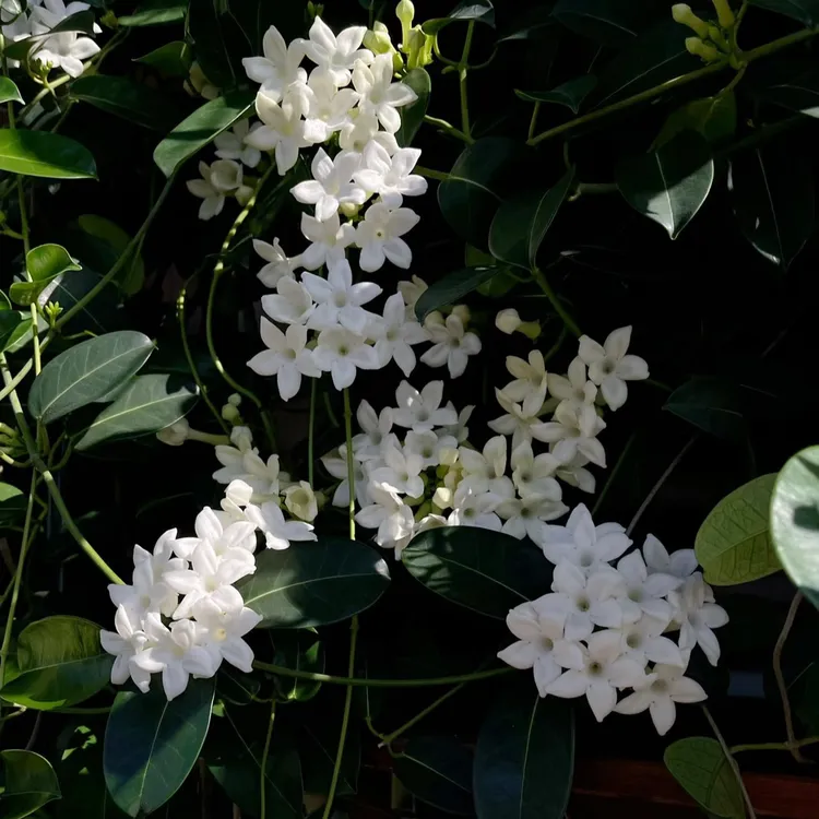 【沁心】马达加斯加茉莉盆栽室外阳台多年生四季常绿可爬藤可垂吊