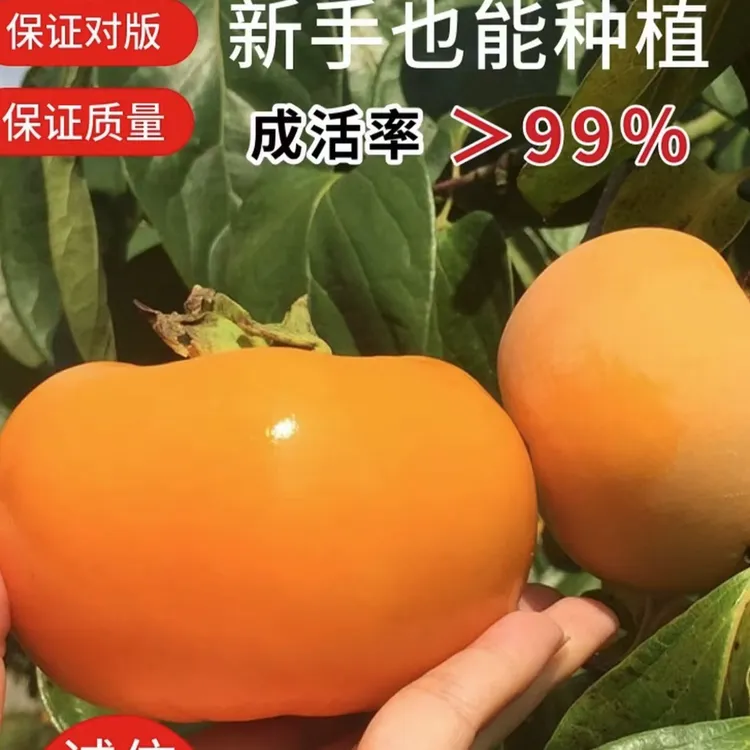 嫁接太秋脆柿子树苗次郎脆甜柿子庭院盆栽南北方种植耐寒原杯原土