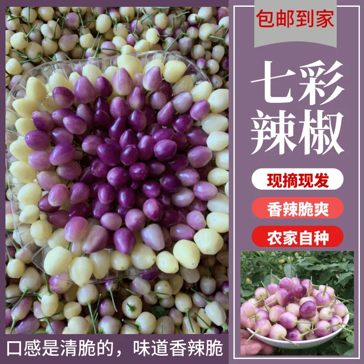 云南新鲜七彩椒五彩椒灯笼椒可腌制泡椒剁椒