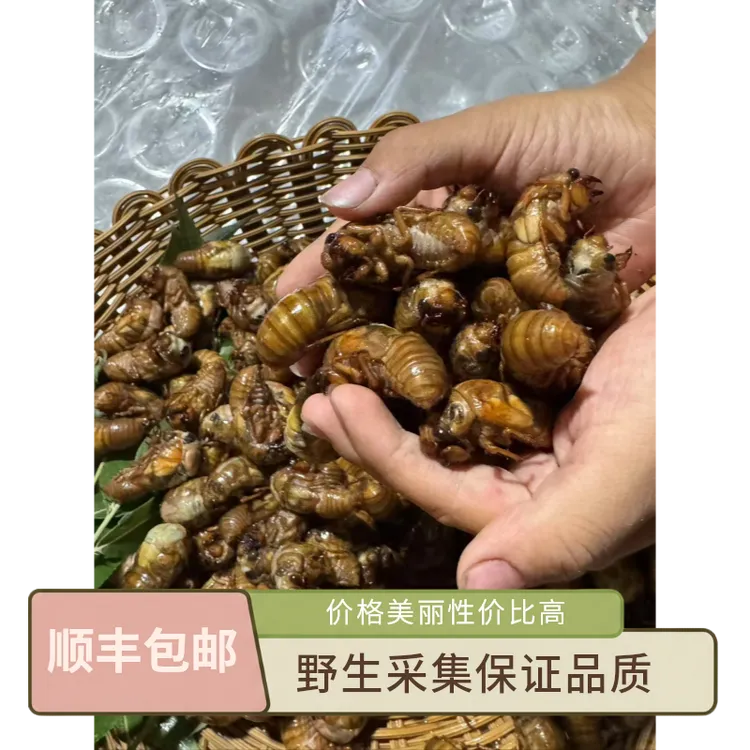 2025山东新鲜大知了猴顺丰包邮开背金蝉爬叉蝉蛹知了爬拉猴唐僧肉