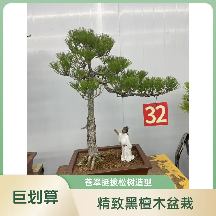迎客松盆景花卉黑松室内外种植四季常青耐寒松树盆栽