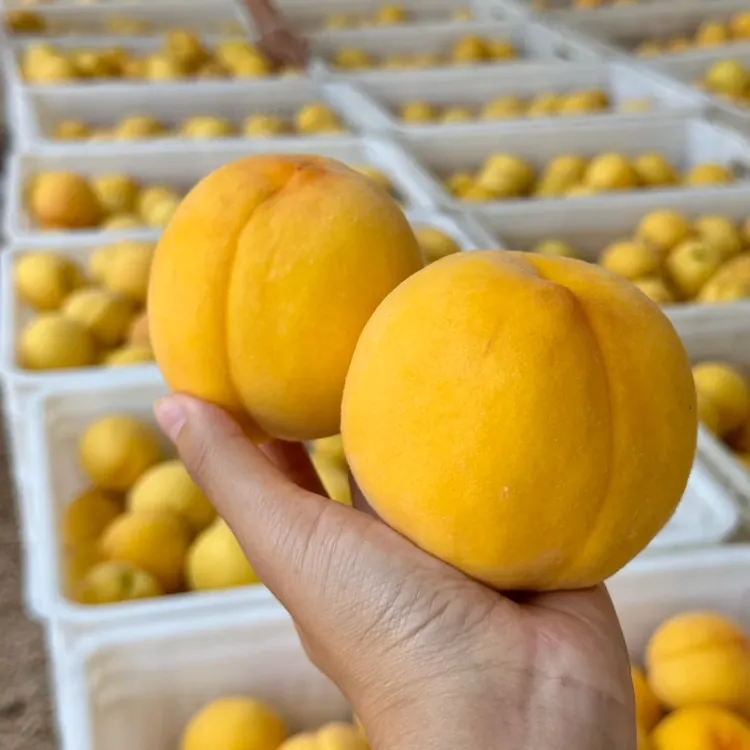 【奉节黄桃】黄毛桃夏日应季水果肉厚多汁桃味充盈