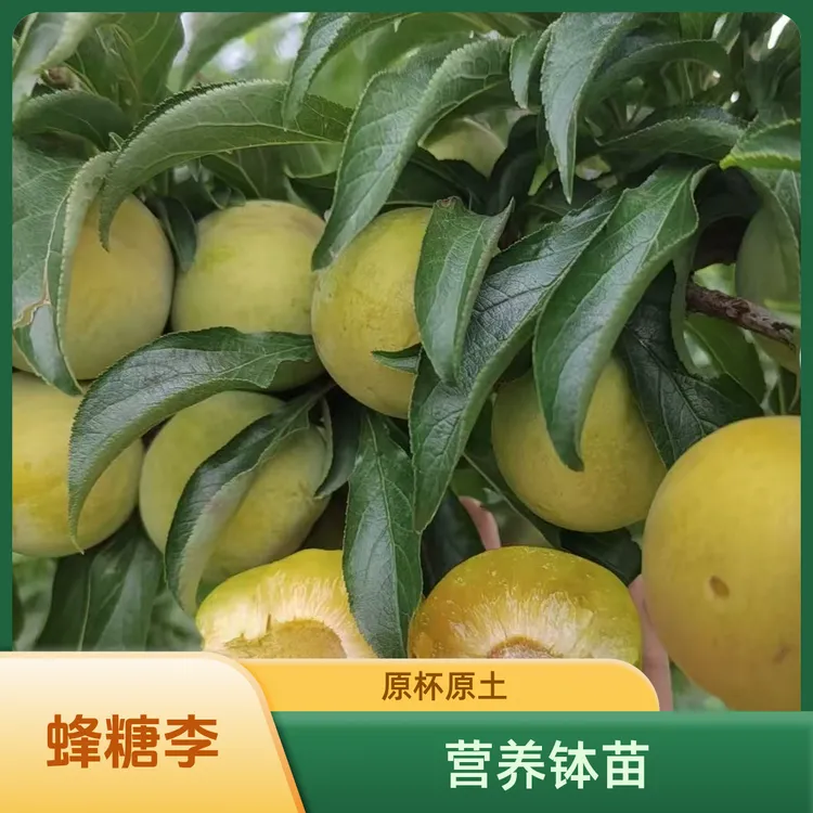 蜂糖李树苗地栽庭院盆栽超大水果嫁接果树果苗苗爸爸