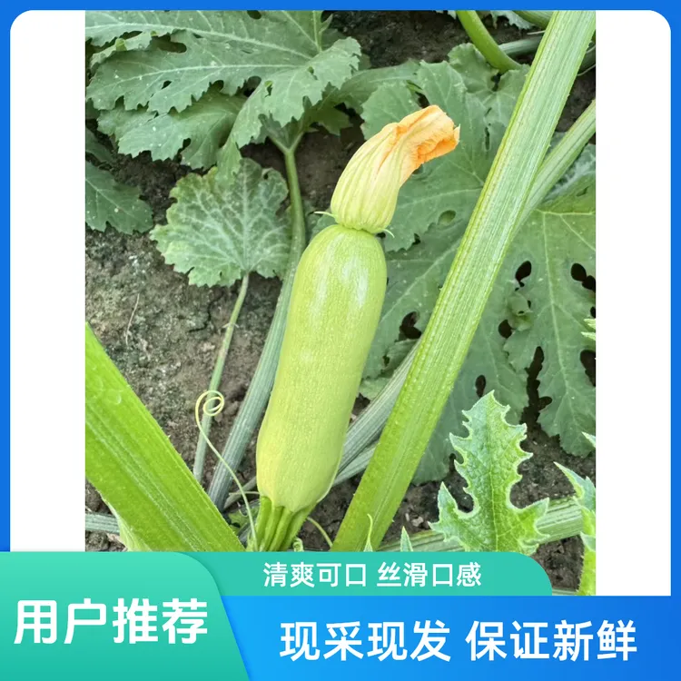 山东产地新鲜西葫芦皮薄鲜嫩角瓜 现采现发三叶瓜3斤装