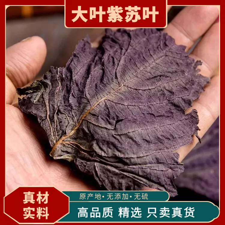 大叶紫苏叶手工挑选紫苏叶新鲜晒干食用中药材去腥鱼虾蟹提鲜泡菜