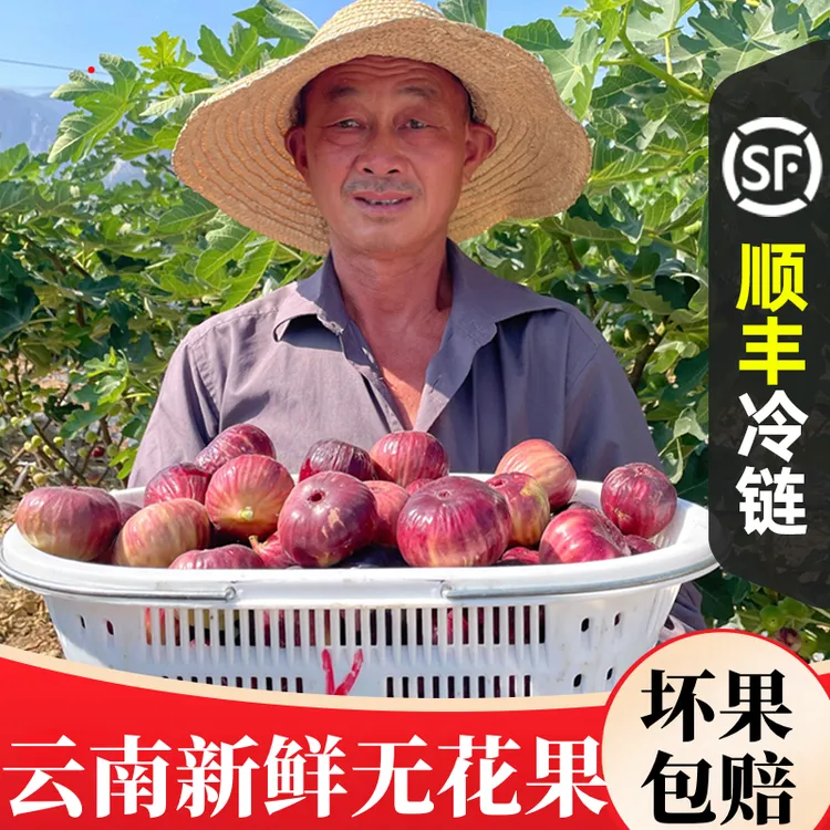 云南新鲜红皮无花果应季水果老树树上熟鲜果现摘现发顺丰包邮