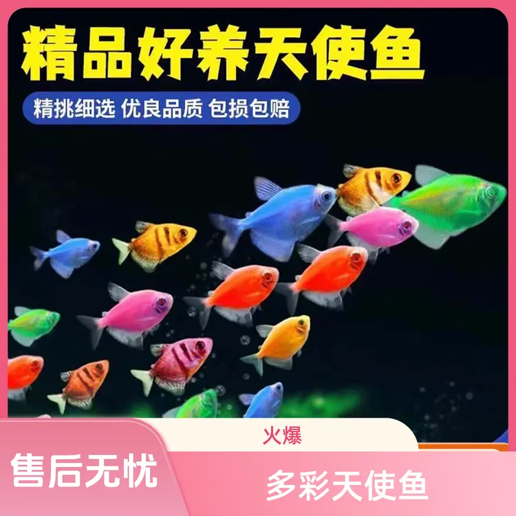 多彩天使鱼鱼观赏鱼小型淡水热带观赏鱼颜色绚丽群游易活新手适用