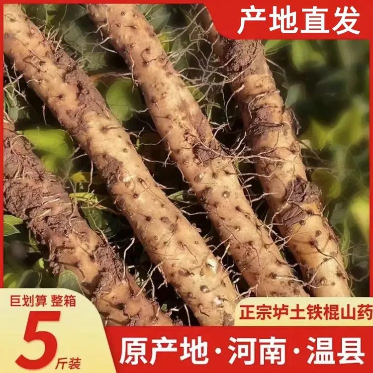 {阿波专属}河南温县垆土地铁棍山药 新鲜营养 现挖现发净重5斤装