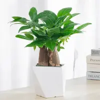 【三杆发财树】室内好养护桌面绿色盆栽花卉绿植物鲜活观叶耐旱