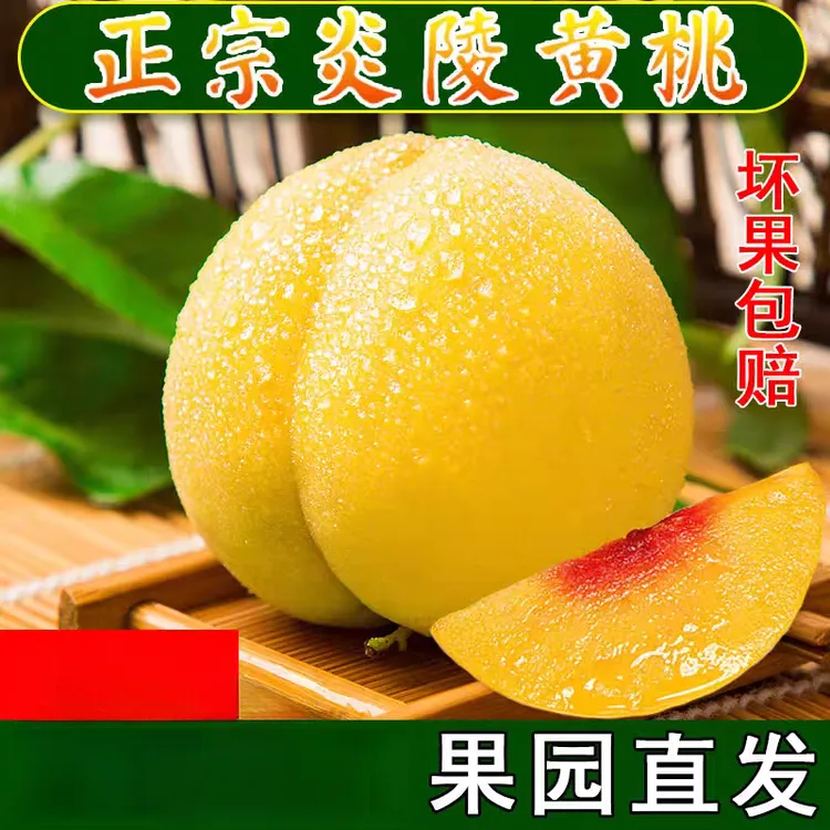 【含包装10斤装】正宗湖南炎陵黄桃现摘新鲜甜黄桃当季水果新鲜水果